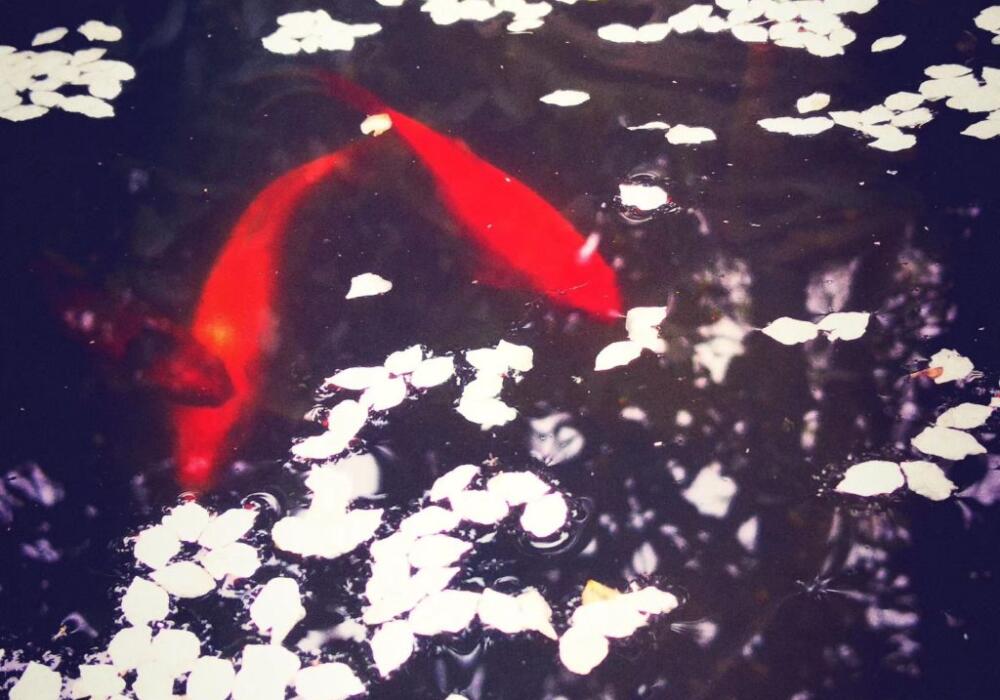 Fish In A Pond With Flowers