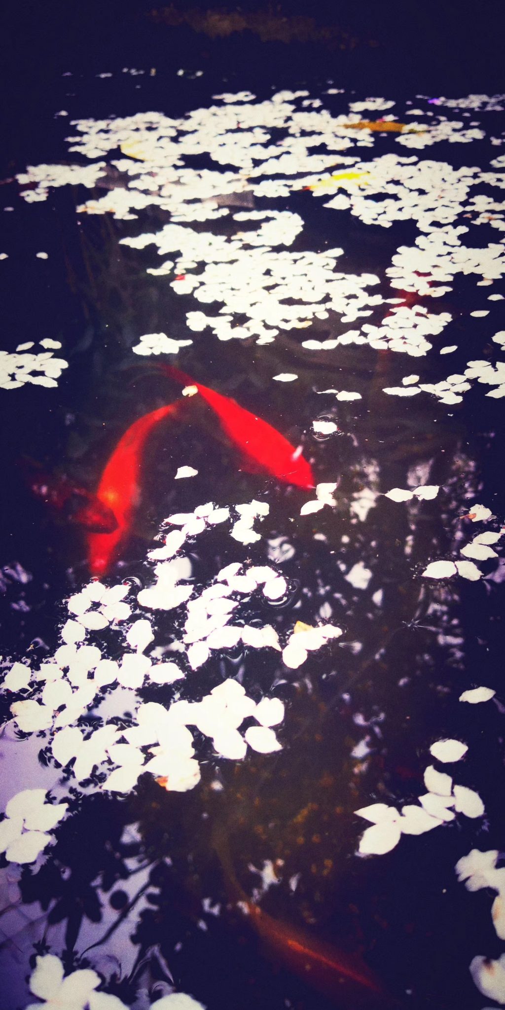 Fish In A Pond With Flowers