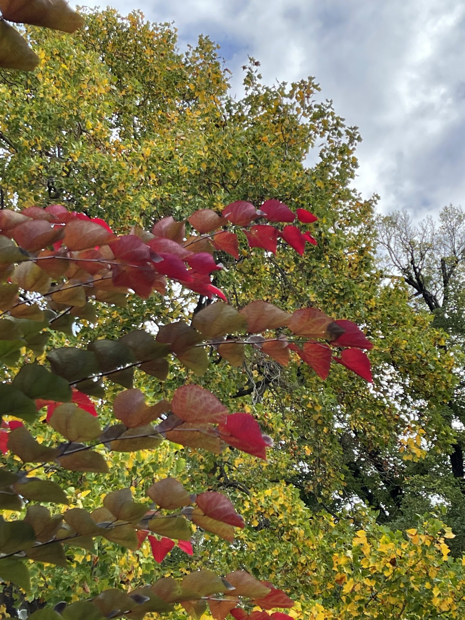 Autumn Leaf