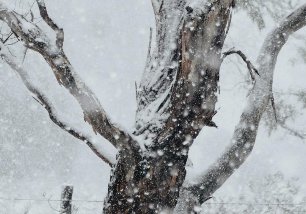 Snowgum Winter Lochie-riordan-ixc0zdywoys-unsplash