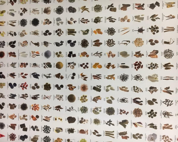 Herbal Chinese medicine chart