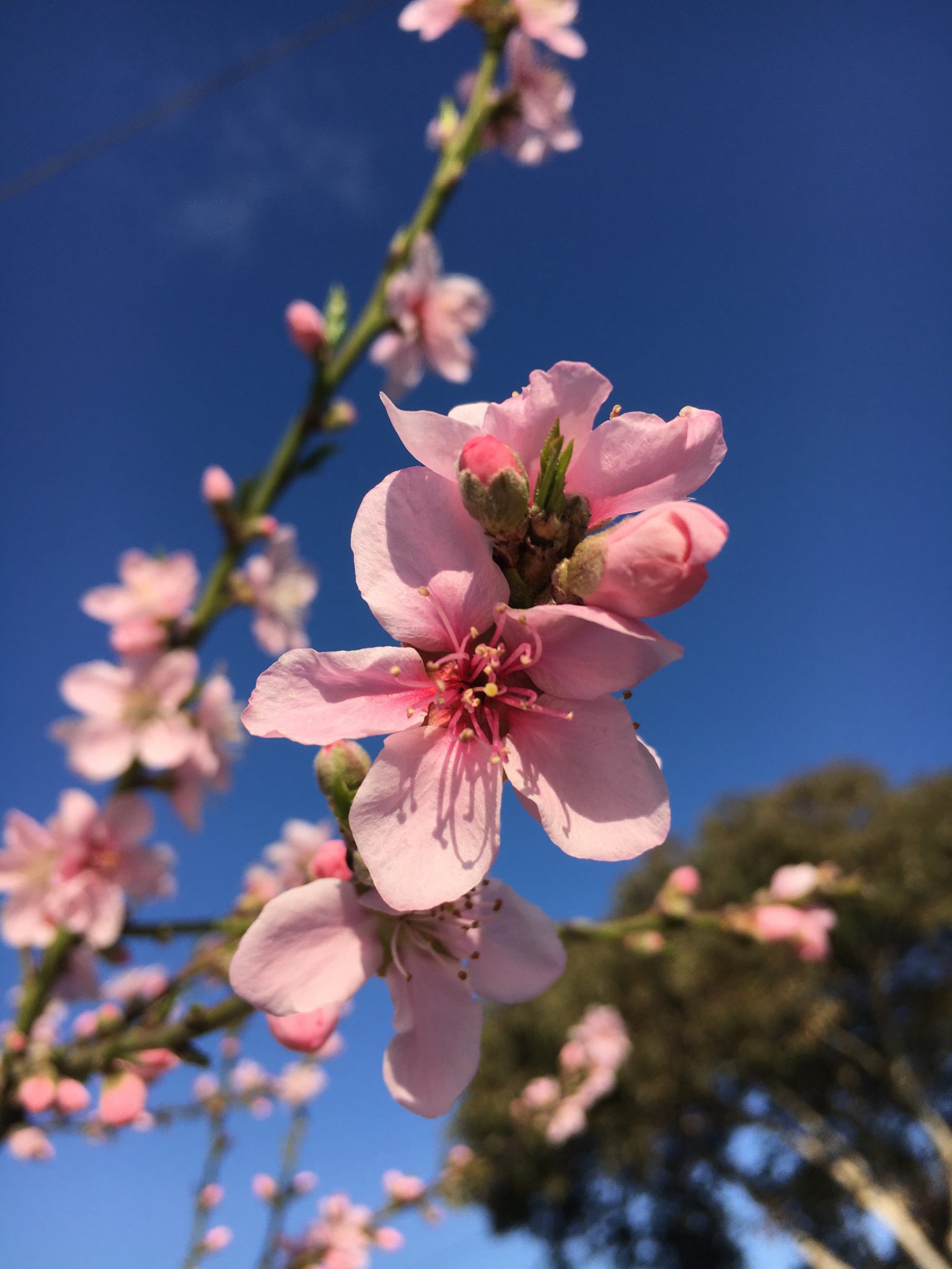 Plum Blosom Spring In Coburg